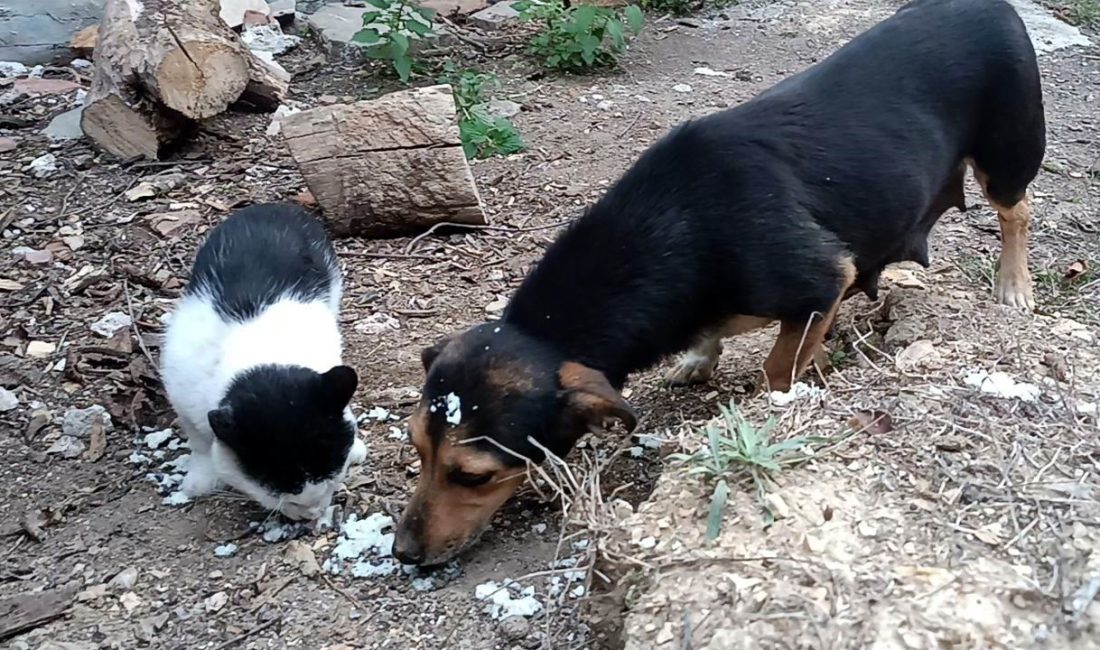 Sokak Dostları: Kedi ve